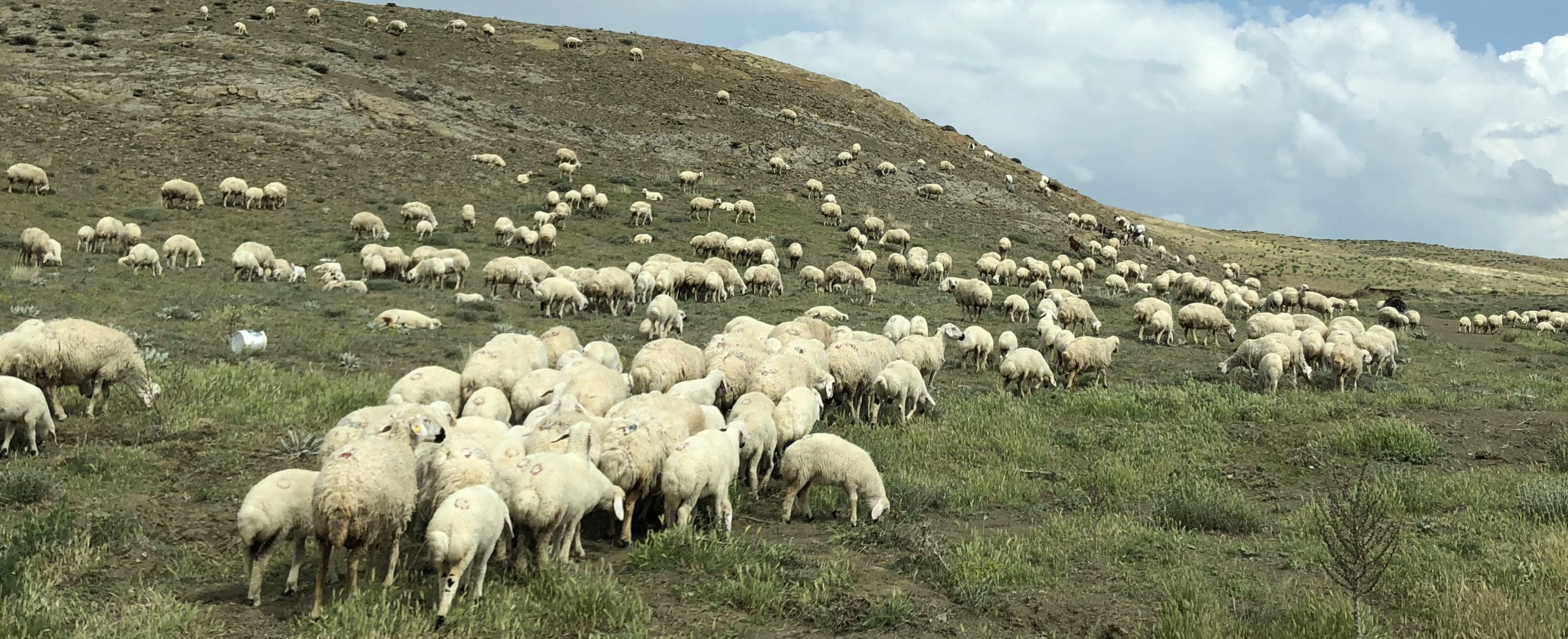 Toplumsal Kalkınma Planı